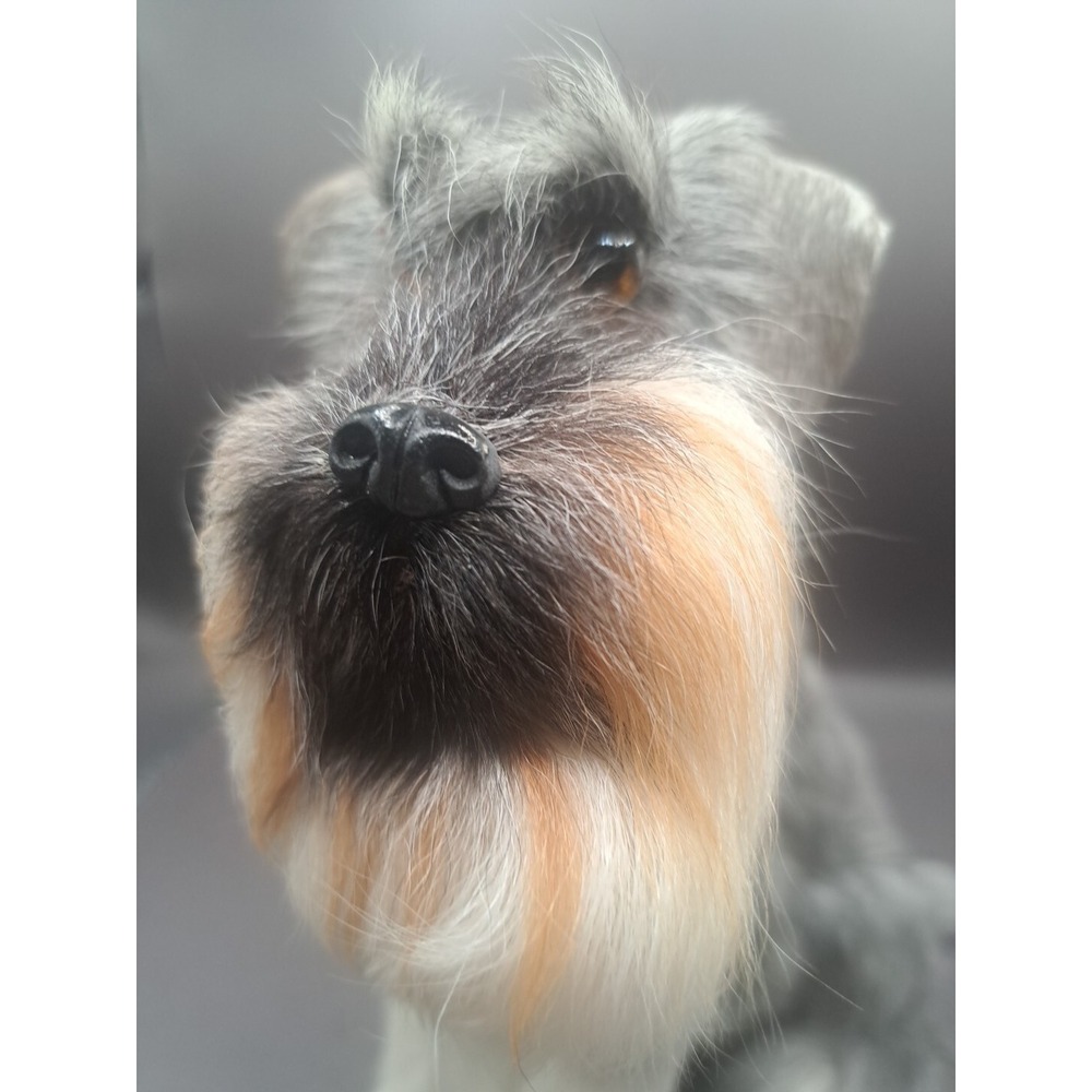 Realistic Furry Dog Figurine‎ Terrier Mini Schnauzer Scotty Gray Puppy Beard Pet - Picture 4 of 15